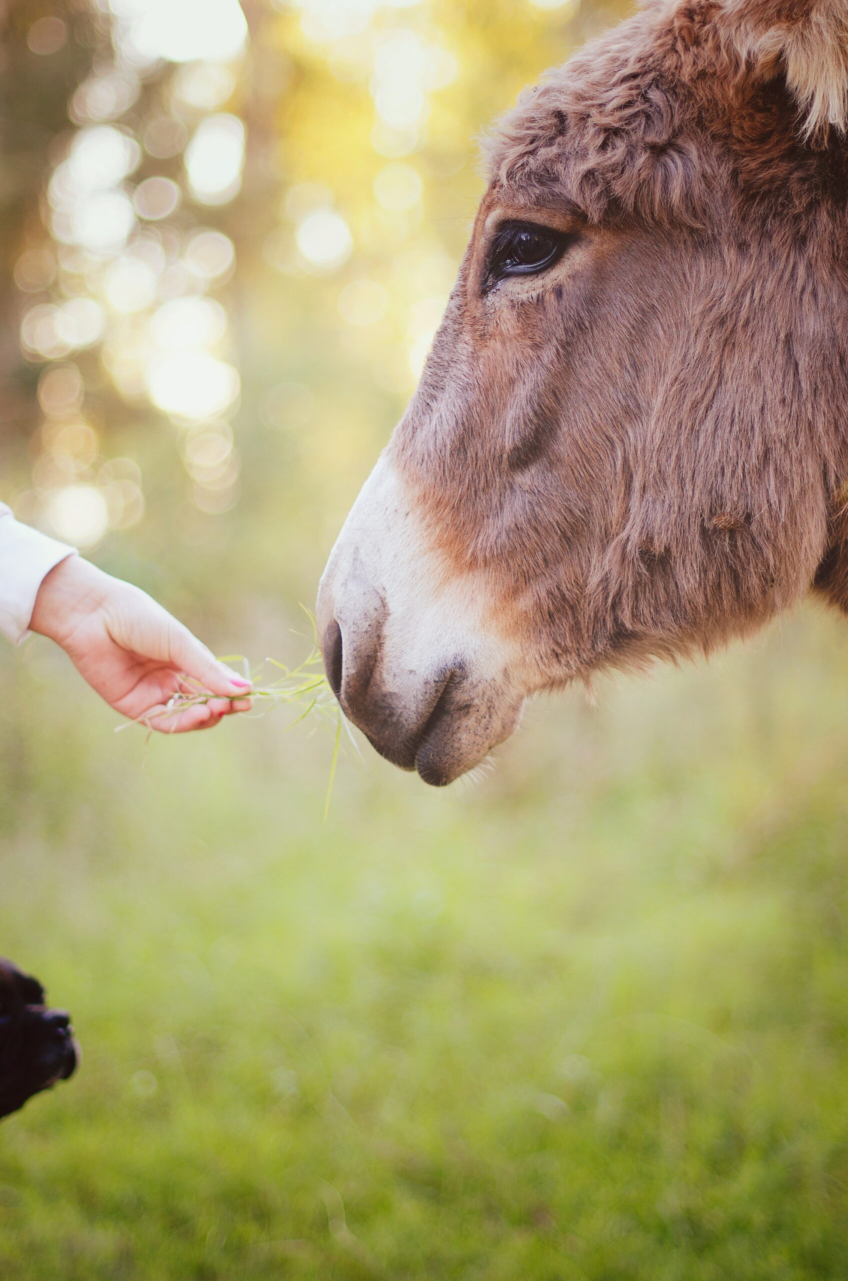 toucher-se laisser toucher par tous les sens, voilà un sens de la médiation animale